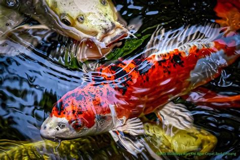 Budidaya Ikan Koi: Panduan Lengkap Untuk Pemula